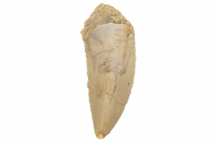 Serrated, Raptor Tooth - Real Dinosaur Tooth #236007
